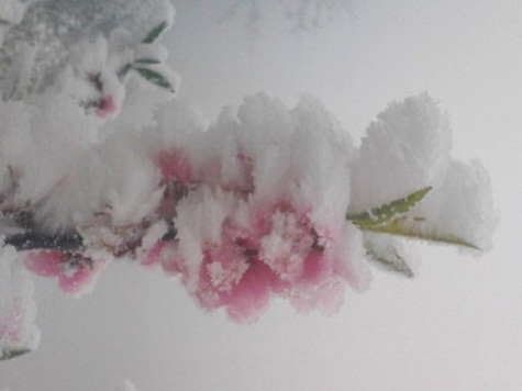 Những đóa hoa đào nở sớm tại vùng rừng núi Nghệ An kiên cường chịu những đợt giá lạnh bất thường.
